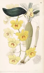 Dendrobium chrysotoxum